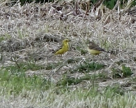 yellow wagtail